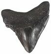 Posterior Megalodon Tooth - Georgia #51723-1